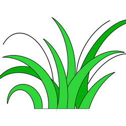How to Draw Grass Step by Step