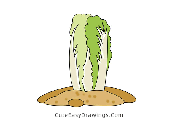 how to draw a chinese cabbage - www.cuteeasydrawings.com