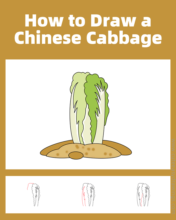 how to draw a chinese cabbage - www.cuteeasydrawings.com