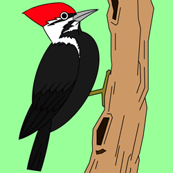 How to Draw a Pileated Woodpecker Step by Step