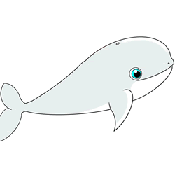 How to Draw a Beluga Whale Step by Step