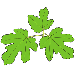 How to Draw a Fig Leaf Step by Step