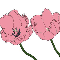 How to Draw a Tulip Flower Step by Step