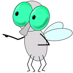 How to Draw a Fly Step by Step