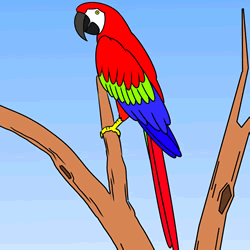 How to Draw a Macaw Step by Step