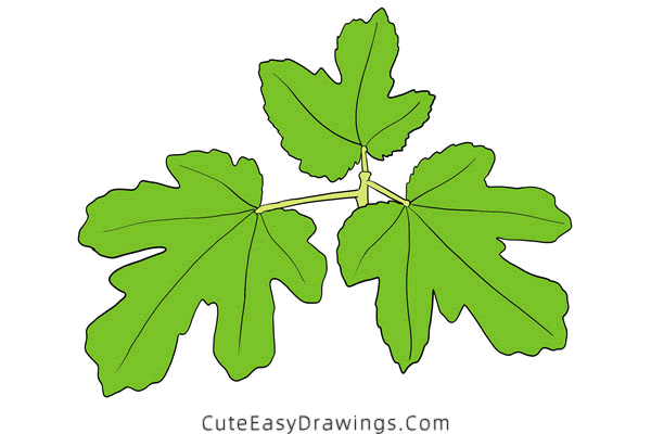 how to draw a fig leaf - www.cuteeasydrawings.com