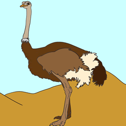 How to Draw an Ostrich Step by Step