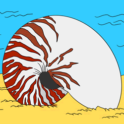 How to Draw a Conch Step by Step