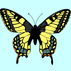 How to Draw a Butterfly Step by Step