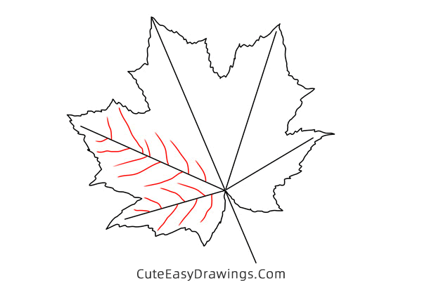 how to draw a maple leaf - www.cuteeasydrawings.com