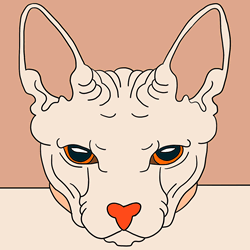How to Draw a Sphynx Cat Face Step by Step