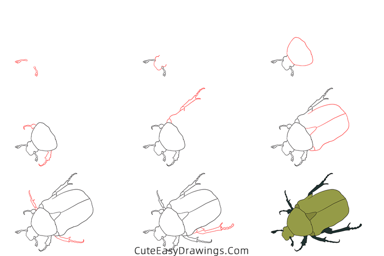 how to draw a scarab beetle - www.cuteeasydrawings.com