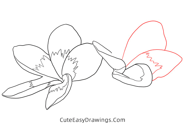how to draw a realistic jasmine flower - www.cuteeasydrawings.com