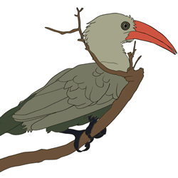 How to Draw a Hornbill Step by Step
