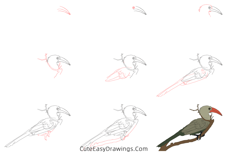 how to draw a hornbill - www.cuteeasydrawings.com
