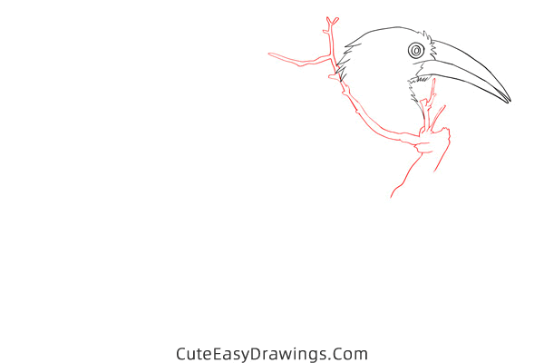 how to draw a hornbill - www.cuteeasydrawings.com