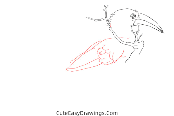 how to draw a hornbill - www.cuteeasydrawings.com
