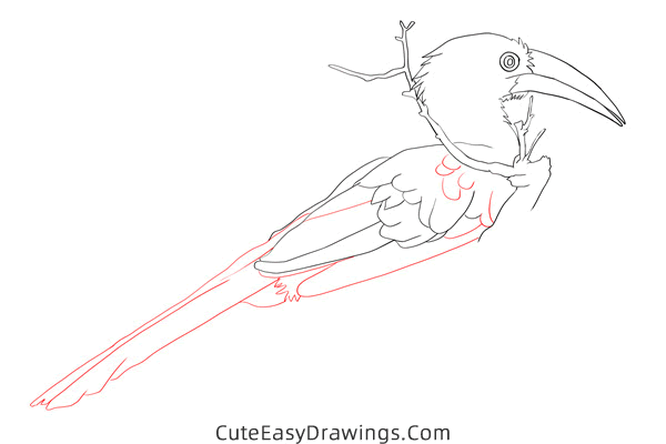 how to draw a hornbill - www.cuteeasydrawings.com
