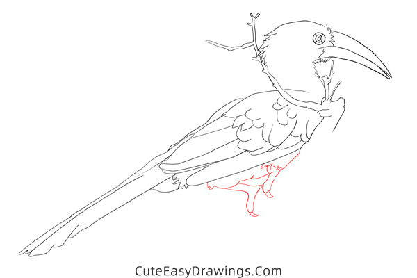 how to draw a hornbill - www.cuteeasydrawings.com