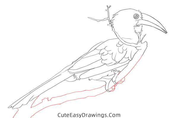 how to draw a hornbill - www.cuteeasydrawings.com