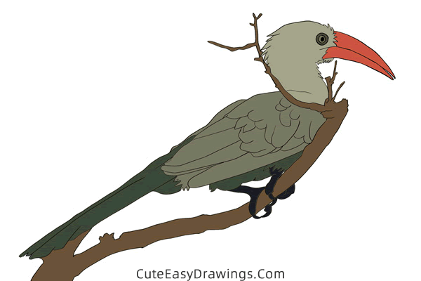 how to draw a hornbill - www.cuteeasydrawings.com