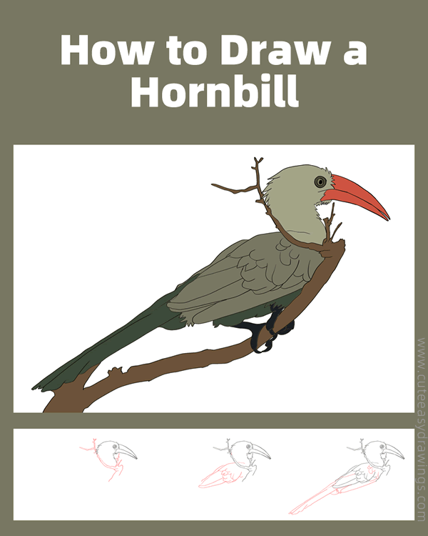 how to draw a hornbill - www.cuteeasydrawings.com