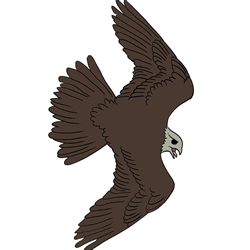 How to Draw a Falcon Flying Step by Step