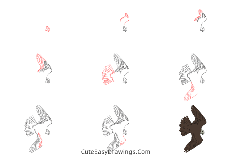 how to draw a falcon flying - www.cuteeasydrawings.com