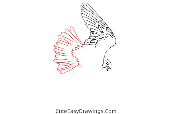 how to draw a falcon flying - www.cuteeasydrawings.com