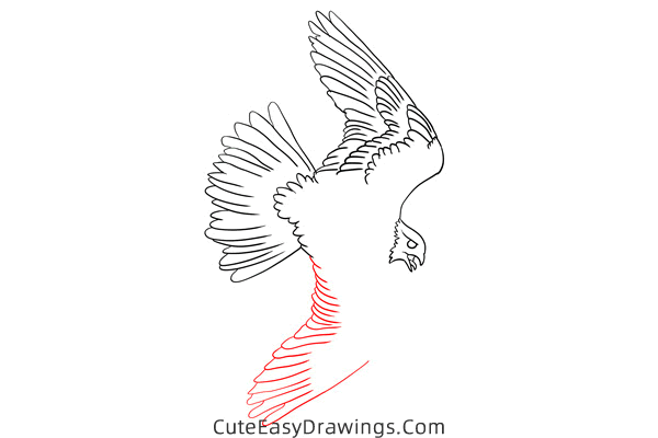 how to draw a falcon flying - www.cuteeasydrawings.com
