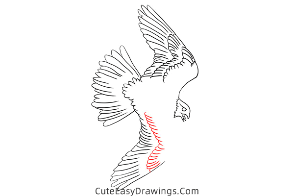 how to draw a falcon flying - www.cuteeasydrawings.com