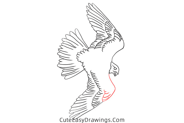 how to draw a falcon flying - www.cuteeasydrawings.com