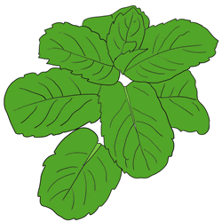 How to Draw Mint Step by Step