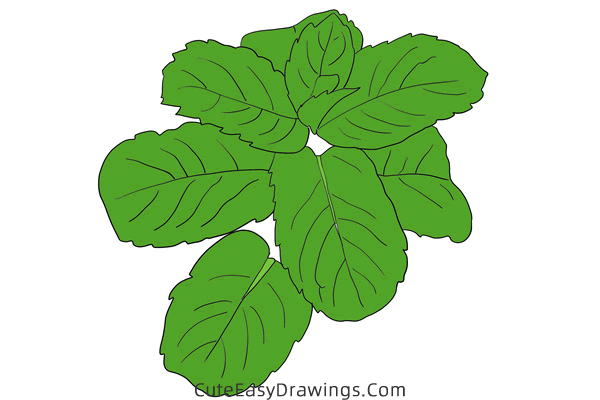 how to draw mint - www.cuteeasydrawings.com