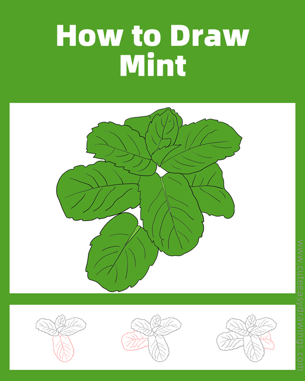 how to draw mint - www.cuteeasydrawings.com