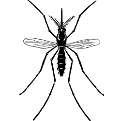 How to Draw a Realistic Mosquito Step by Step
