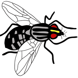 How to Draw a House Fly Step by Step