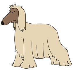 How to Draw an Afghan Hound Step by Step