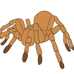 How to Draw a Tarantula Step by Step