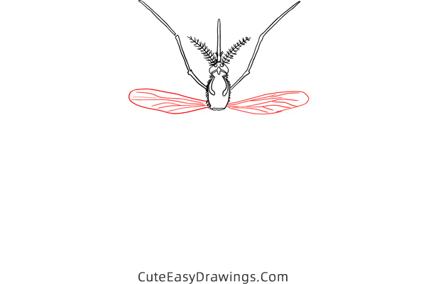 how to draw a realistic mosquito - www.cuteeasydrawings.com