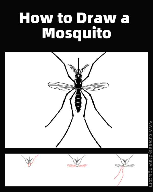 how to draw a realistic mosquito - www.cuteeasydrawings.com