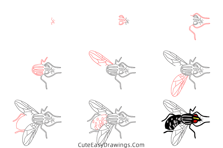 how to draw a house fly - www.cuteeasydrawings.com