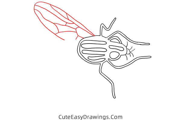 how to draw a house fly - www.cuteeasydrawings.com