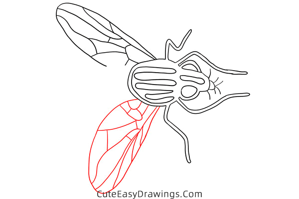how to draw a house fly - www.cuteeasydrawings.com