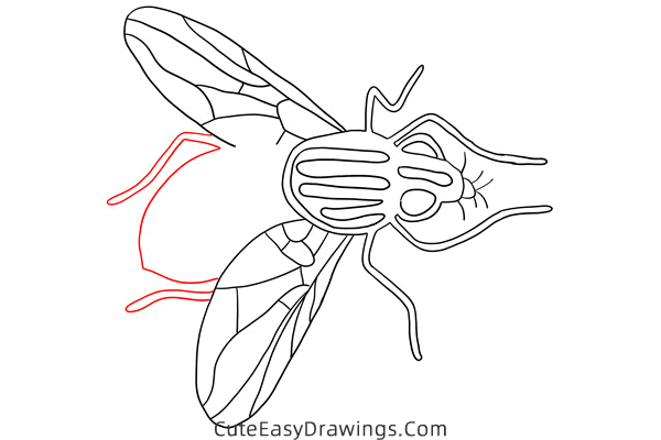 how to draw a house fly - www.cuteeasydrawings.com