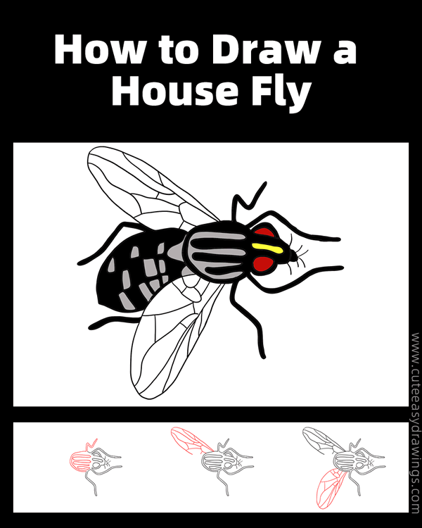 how to draw a house fly - www.cuteeasydrawings.com
