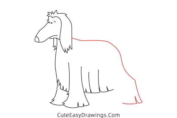 how to draw an afghan hound - www.cuteeasydrawings.com