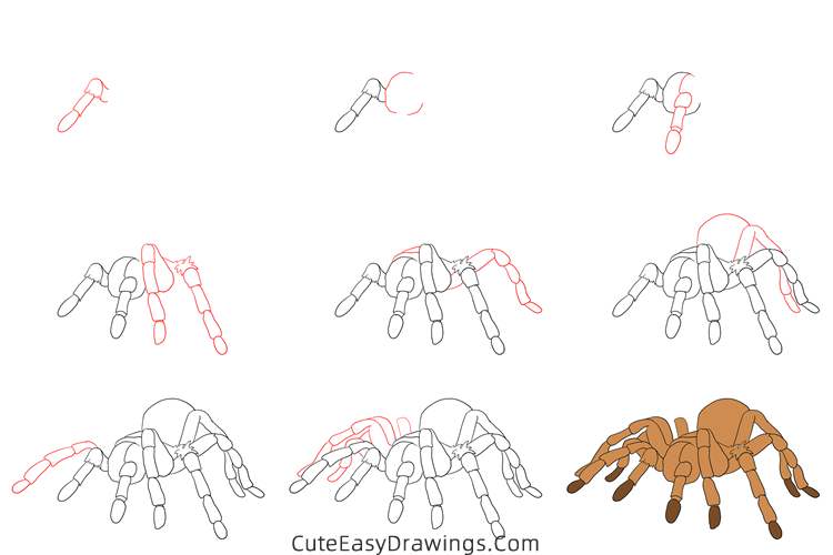 how to draw a tarantula - www.cuteeasydrawings.com