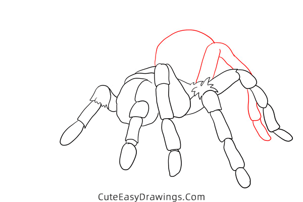 how to draw a tarantula - www.cuteeasydrawings.com