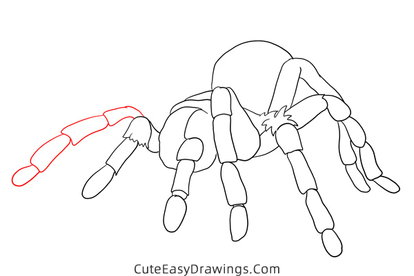 how to draw a tarantula - www.cuteeasydrawings.com